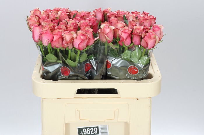 <h4>Rosa Gr Vintage</h4>