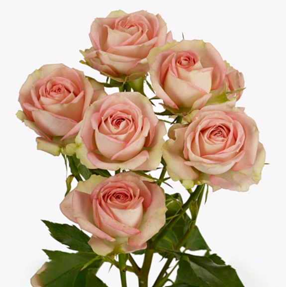 <h4>Rosa TR 'Azore' BRAAM</h4>