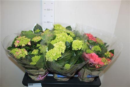 <h4>Hydr Macrophylla Gem 6+</h4>