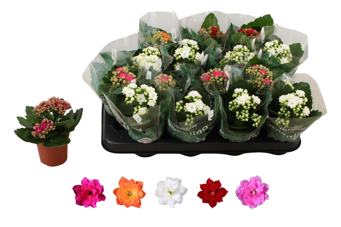 <h4>KAL GE RO GEM 5 KL</h4>