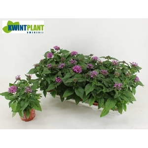 PENT GRAFFI VIOLET
