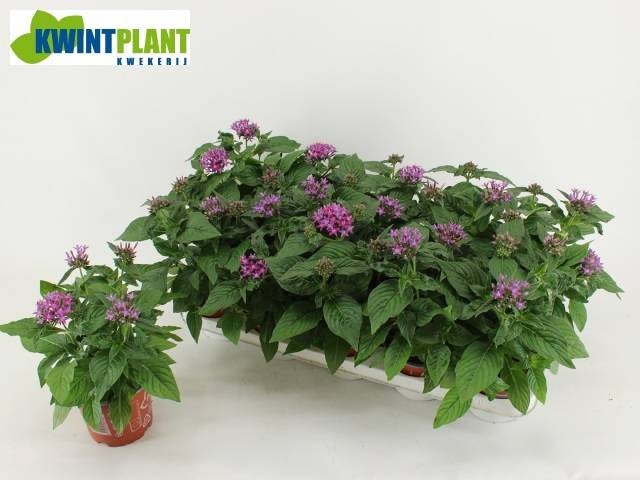 <h4>PENT GRAFFI VIOLET</h4>