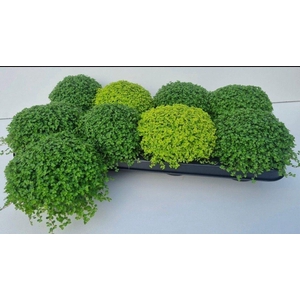 Soleirolia sole. gemengd 2 srtn