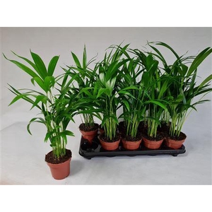Dypsis Lutescens 10pp