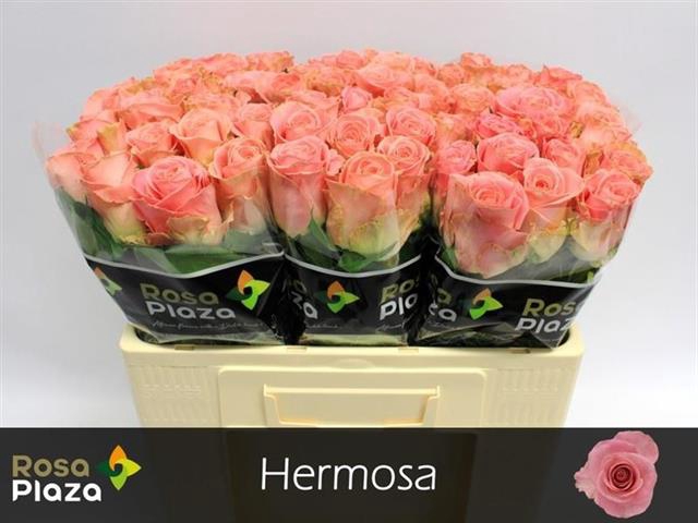 <h4>R GR HERMOSA+</h4>