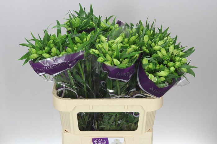 <h4>Alstro Bright Star</h4>