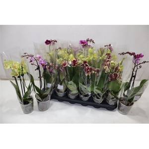 Phal Gem 4 Kl