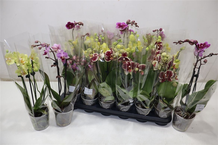 <h4>Phal Gem 4 Kl</h4>