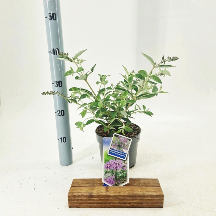 <h4>Buddleja</h4>