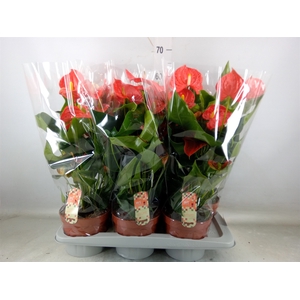 Anthurium andr. 'Florida'