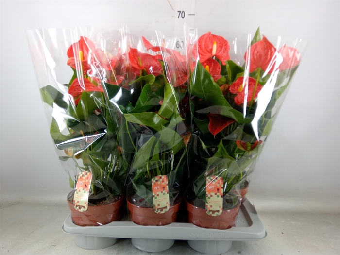 <h4>Anthurium andr. 'Florida'</h4>