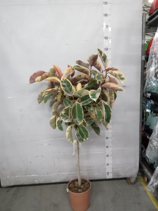 <h4>Ficus   ...</h4>