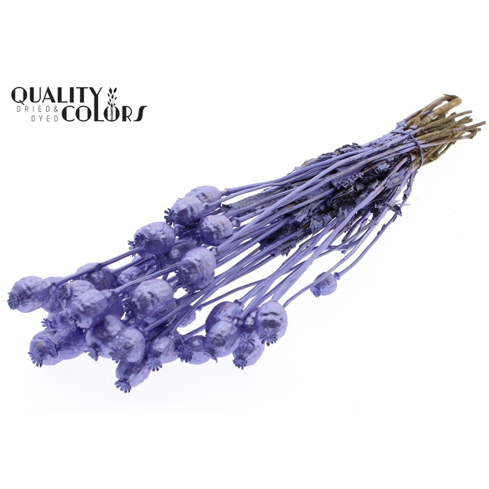 <h4>Papaver per bunch Metallic Purple</h4>