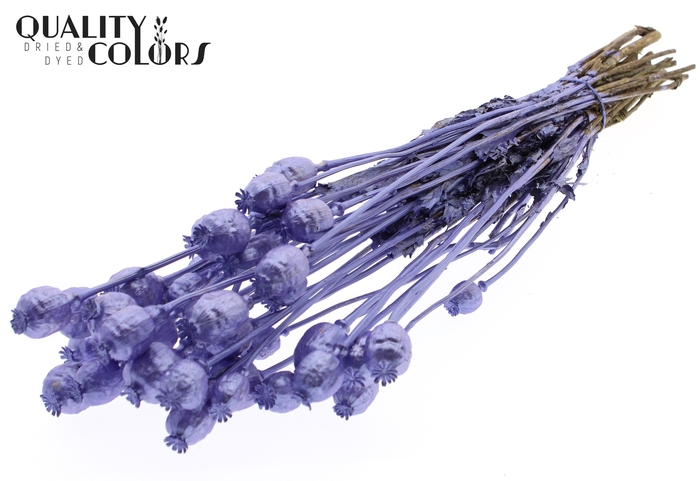 <h4>Papaver per bunch Metallic Purple</h4>