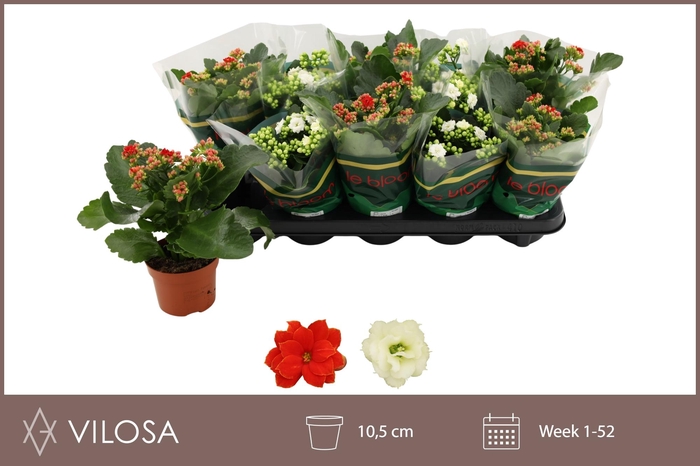 <h4>KAL GE GEM 2 KL</h4>