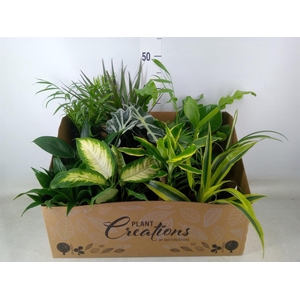 Planten Groen   ...mix 12