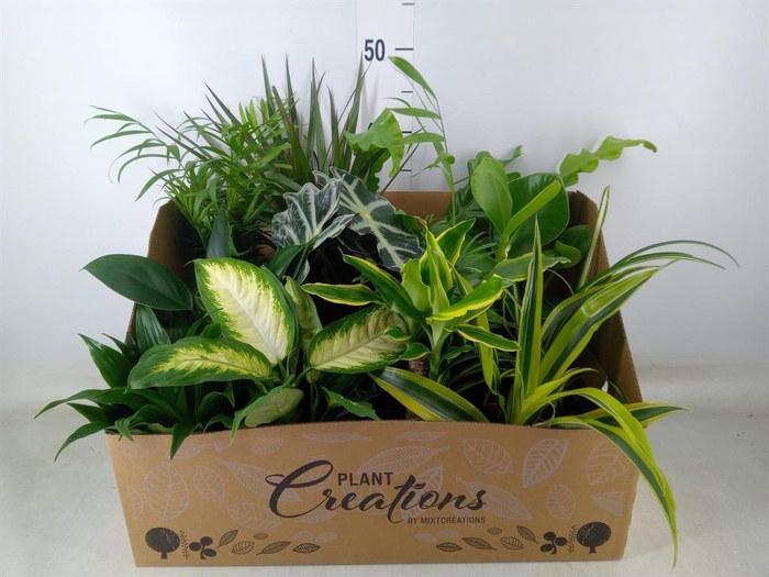 <h4>Planten Groen   ...mix 12</h4>