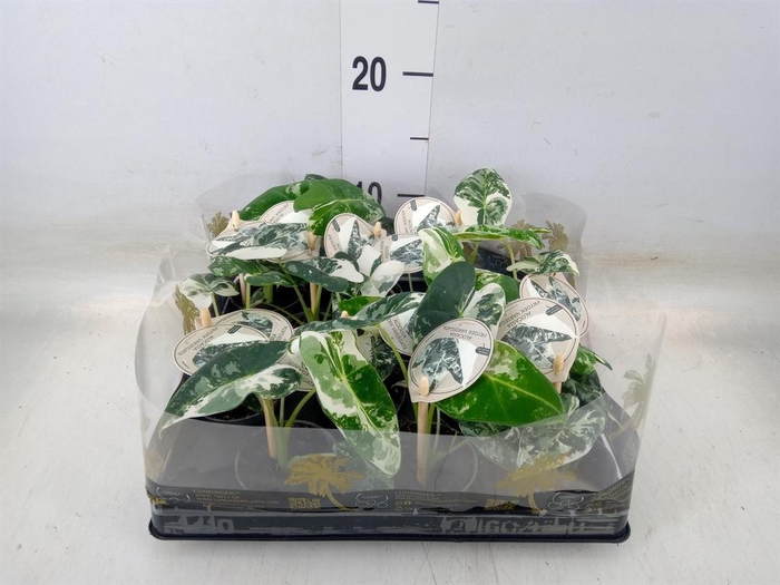 <h4>Alocasia   ...</h4>