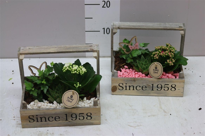 <h4>Arr 9458 Bollenkist</h4>