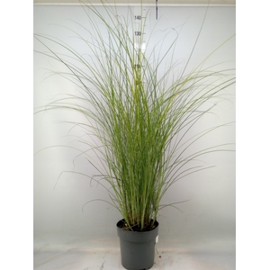 Miscanthus sin. 'Gracillimus'