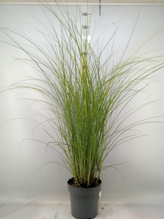 <h4>Miscanthus sin. 'Gracillimus'</h4>