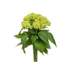 CEL. BOMBAY GREEN 060 CM VERDE