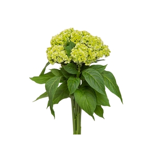 CEL. BOMBAY GREEN 050 CM VERDE