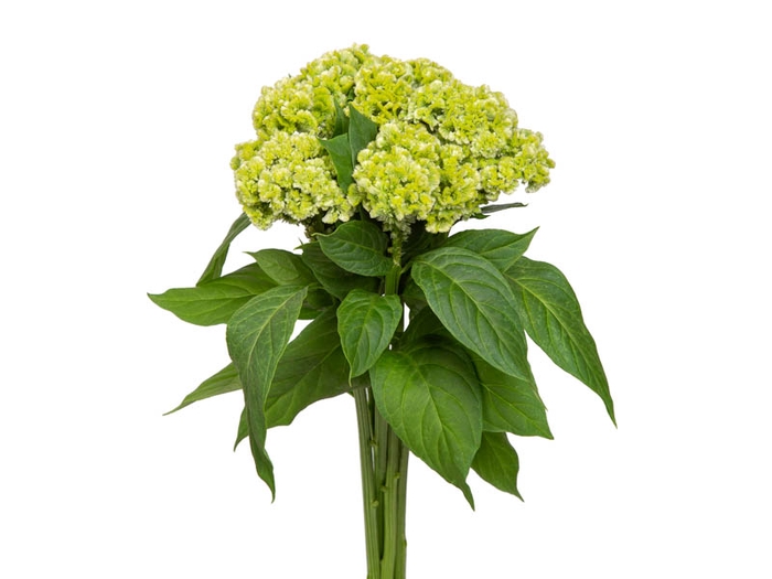 <h4>CEL. BOMBAY GREEN 050 CM VERDE</h4>