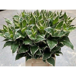 Weigela Fl Mag Sunshine