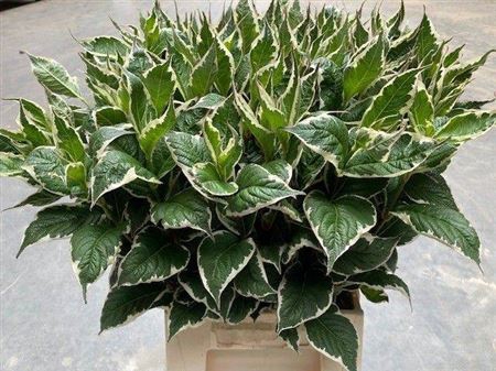 <h4>Weigela Fl Mag Sunshine</h4>