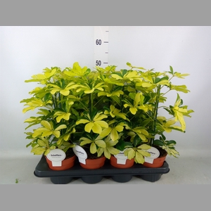 Schefflera arbor. 'Melanie'