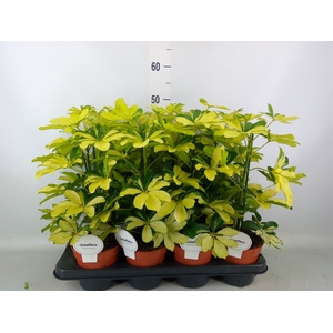Schefflera arbor. 'Melanie'