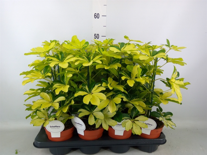 <h4>Schefflera arbor. 'Melanie'</h4>