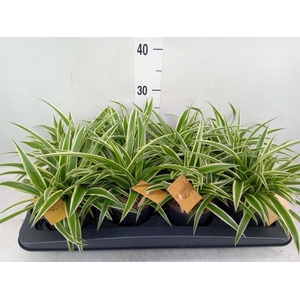 Chlorophytum com. 'Ocean'