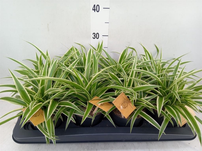 <h4>Chlorophytum com. 'Ocean'</h4>