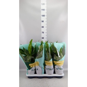 Spathiphyllum  'Diamond'