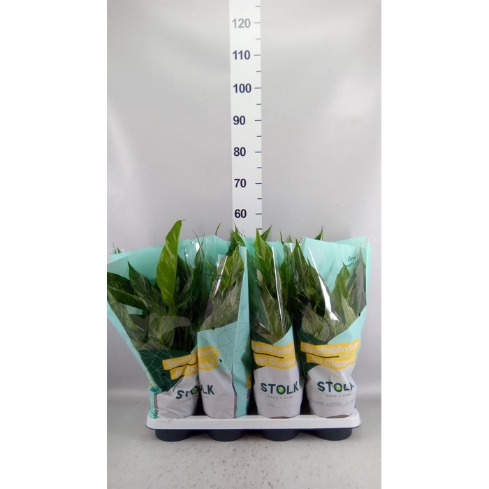 <h4>Spathiphyllum  'Diamond'</h4>