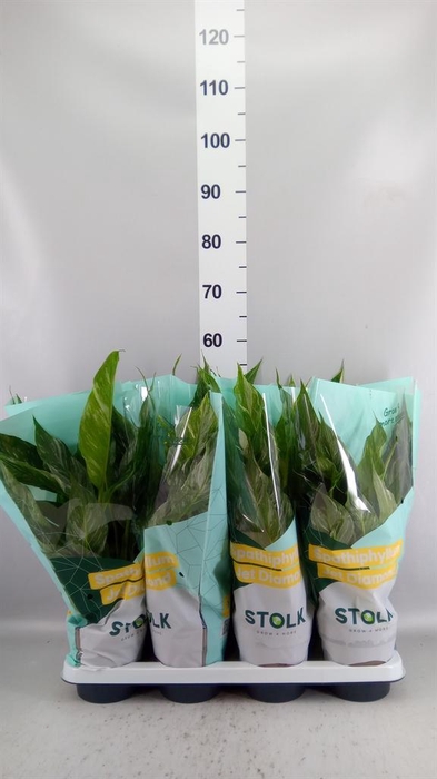 Spathiphyllum  'Diamond'