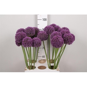 Allium Ambassador