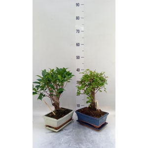 Bonsai   ...mix