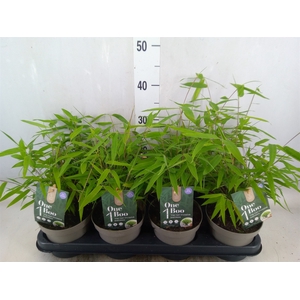 Fargesia nitida