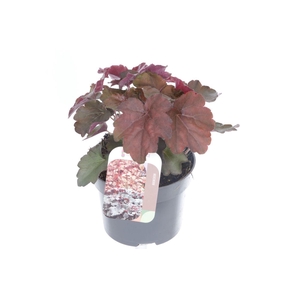 Heuchera micr. Palace Purple