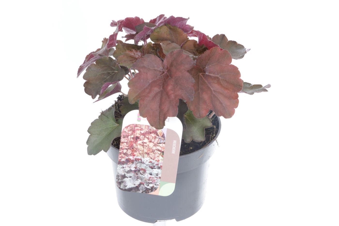 <h4>Heuchera micr. Palace Purple</h4>