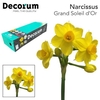 Narcissus Grand Soleil d'Or Small Box 100