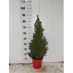 PICEA GL CONICA