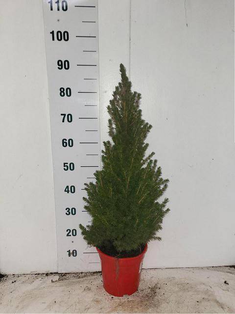 <h4>PICEA GL CONICA</h4>