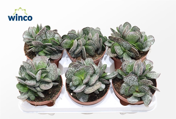 <h4>Adromischus Maculatus</h4>