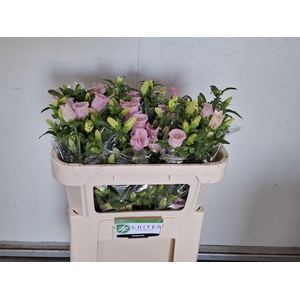 CAMP M PEARL PINK