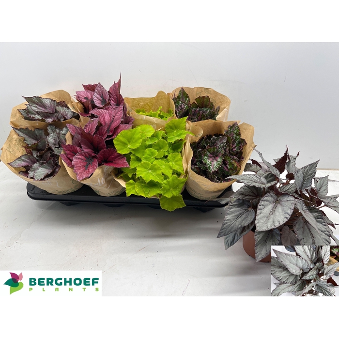 <h4>BEG BEL GEM</h4>