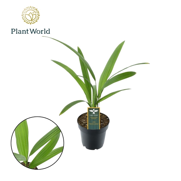 <h4>Trachycarpus fortuneii / Eagle palm P12</h4>